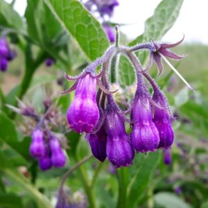 Am Tegernsee purpurne Beinwell Blüte