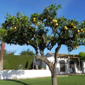 Rancho de Inglese Zitronenbaum