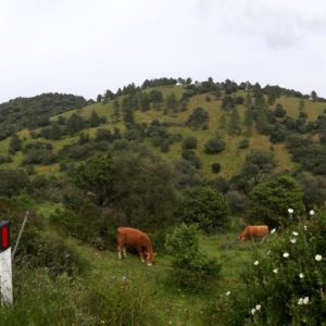 Kühe auf der Weide Sardinien The Old Farm Asfodeli