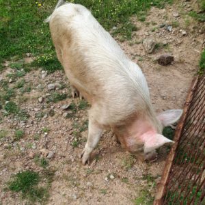 Schwein auf Weide Sardinien The Old Farm Asfodeli