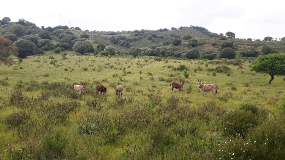Esel auf der Weide Sardinien The Old Farm Asfodeli