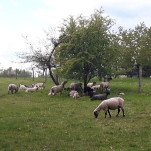 Weidende Schafe auf Streuobstwiese