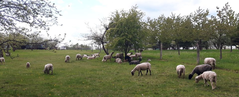 Weidende Schafe auf Streuobstwiese