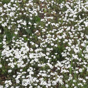 Weiße Blumenwiese