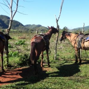 Kuba Vinales reiten Pferde
