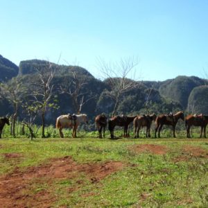 Kuba Vinales reiten Pferde