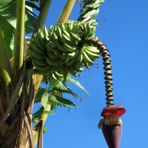 Kuba Vinales Bananenblüte