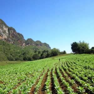 Kuba Vinales reiten frisches Tabakfeld