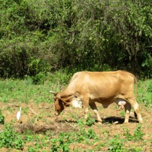 Kuba Vinales reiten Kuh Reiher