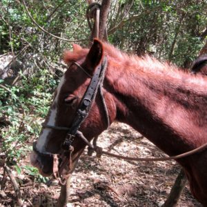 Kuba Vinales reiten Pferdekopf