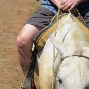 Kuba Vinales reiten Pferd Konrad