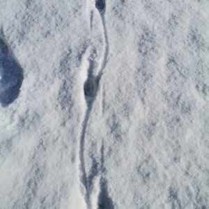 Tierspur im Schnee