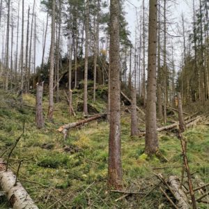 Weg mit umgestürzten Fichten Totholz