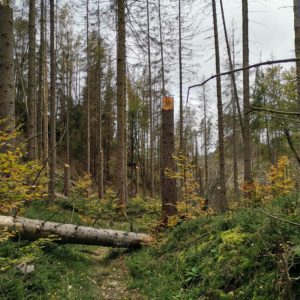 Weg mit umgestürzten Fichten Totholz