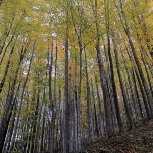 Herbstlich schön gefärbter Buchenwald bei Ottendorf
