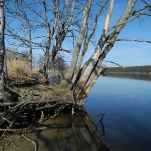toter Baum am Ufer der Oder