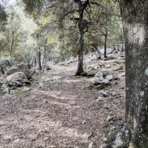 Durch Steineichenwälder zum Puig Massanella