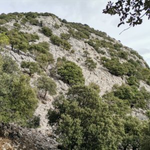 Kahle Kalksteinflanke mit Steineichen des Puig Massanella