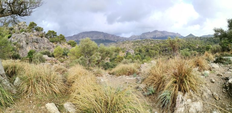 2022 11 Mallorca Wanderung vom Kloster Lluc über den ‚Steinigerweg‘ nach Binifaldo und retour