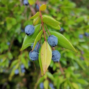 Blaue Myrten Früchte