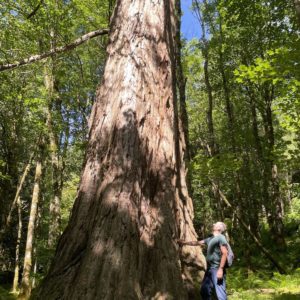 Inveraray gigantischer Redwood