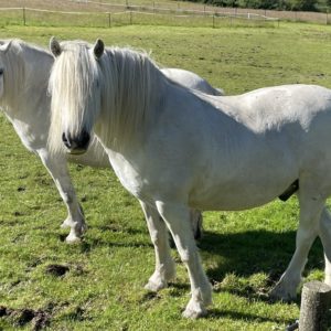 Zwei weiße Pferde auf der Weide