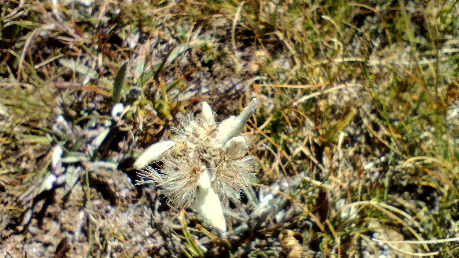 Schlern Alpenweiß Blüte