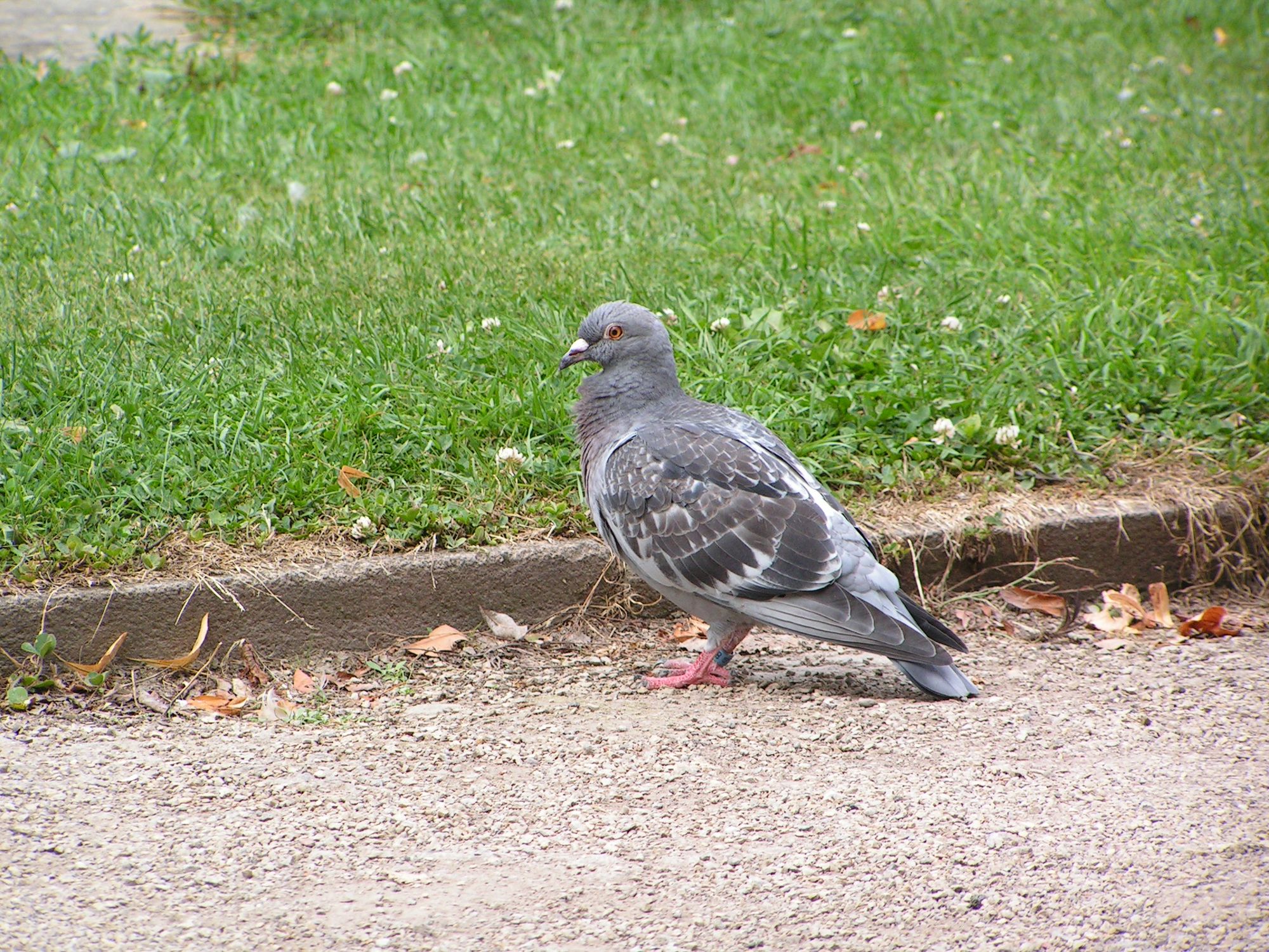 Schlosspark Stadttaube