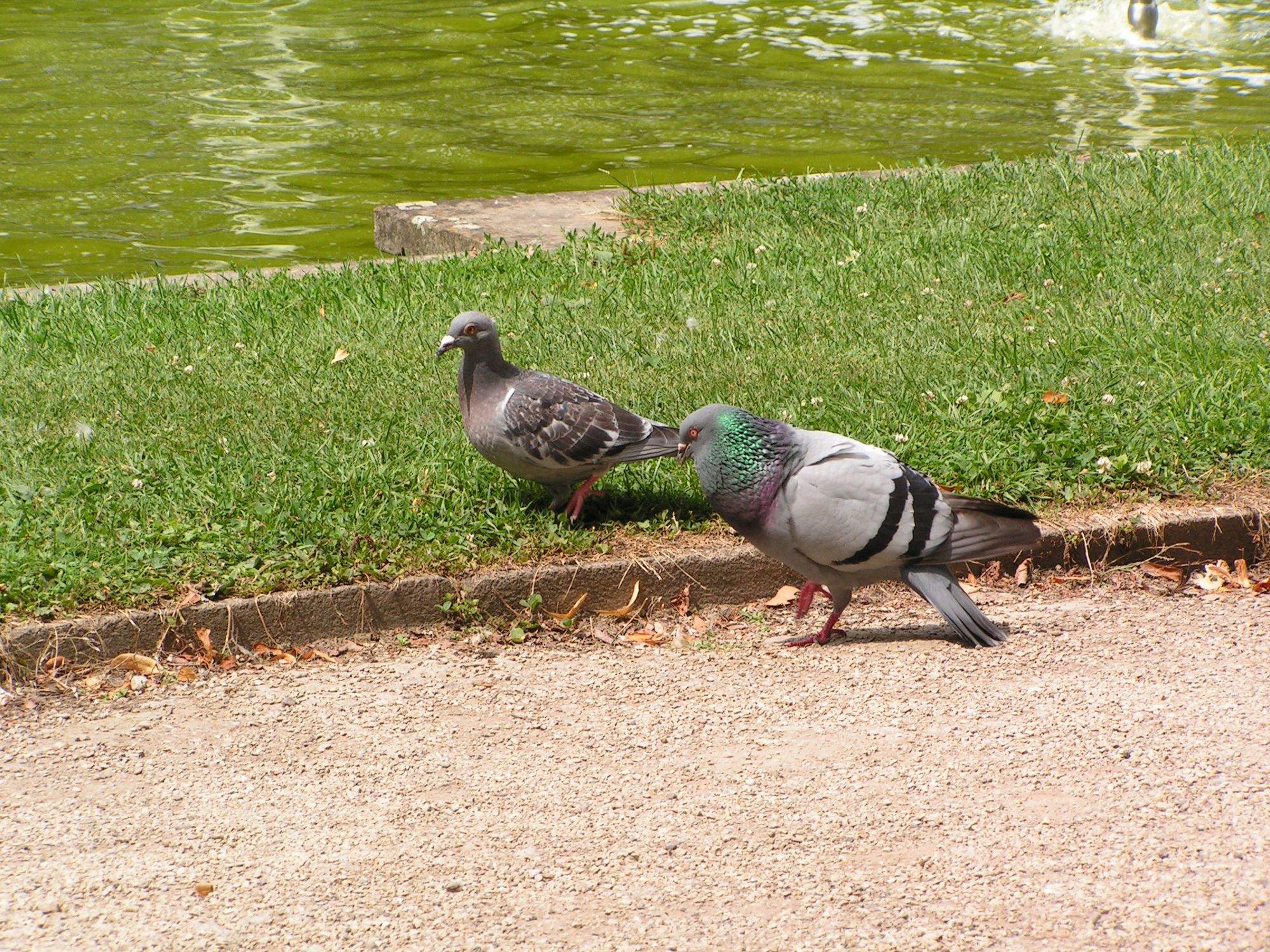 Schlosspark Stadttauben