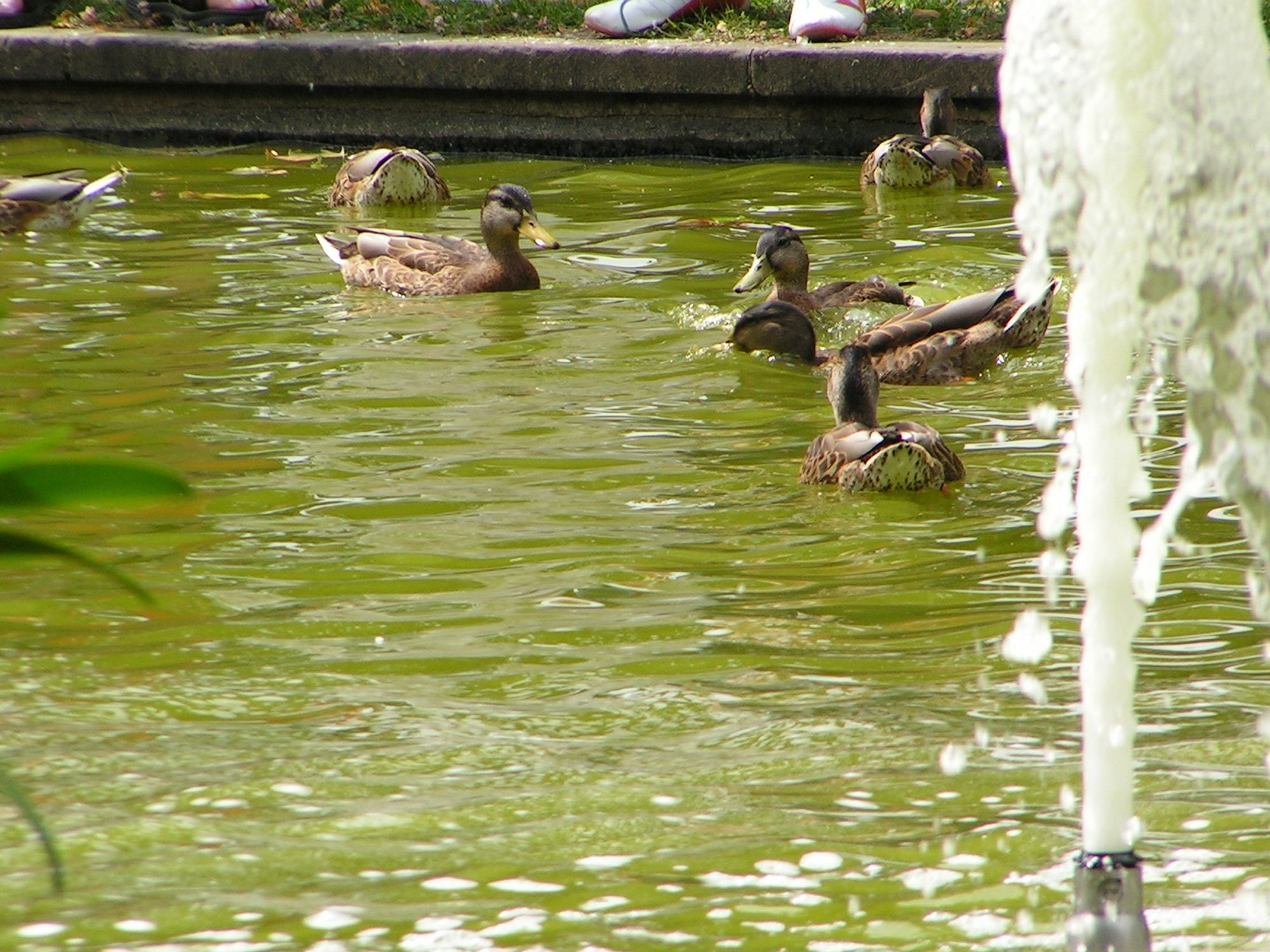 Schlosspark Teich mit Enten