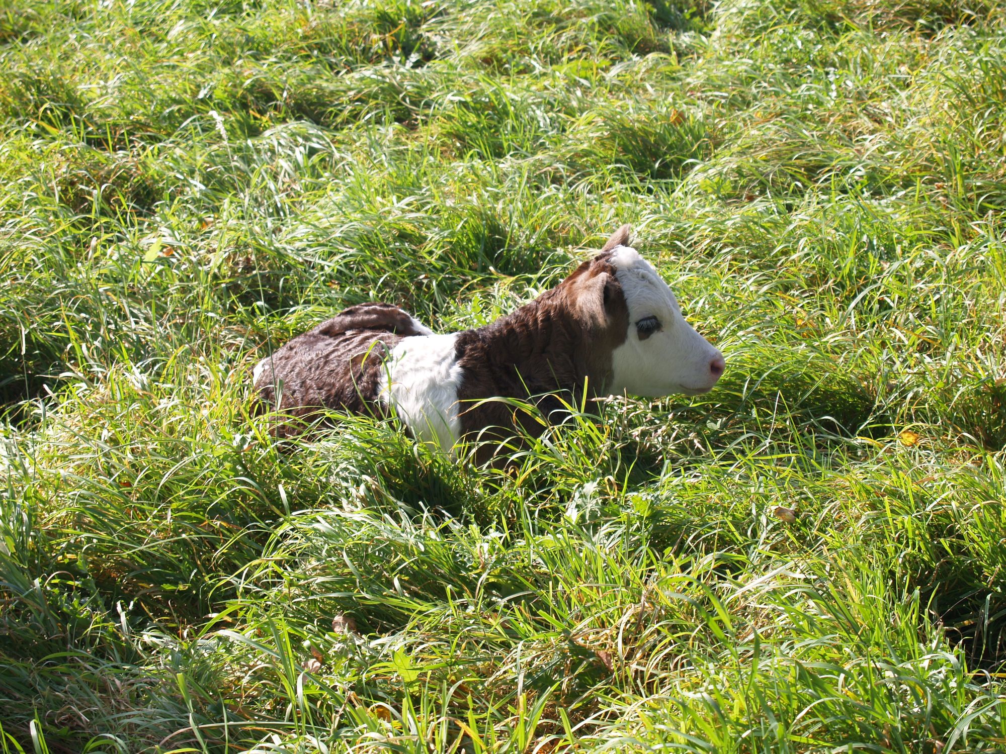 Radtour Polen Warte Kalb im Gras
