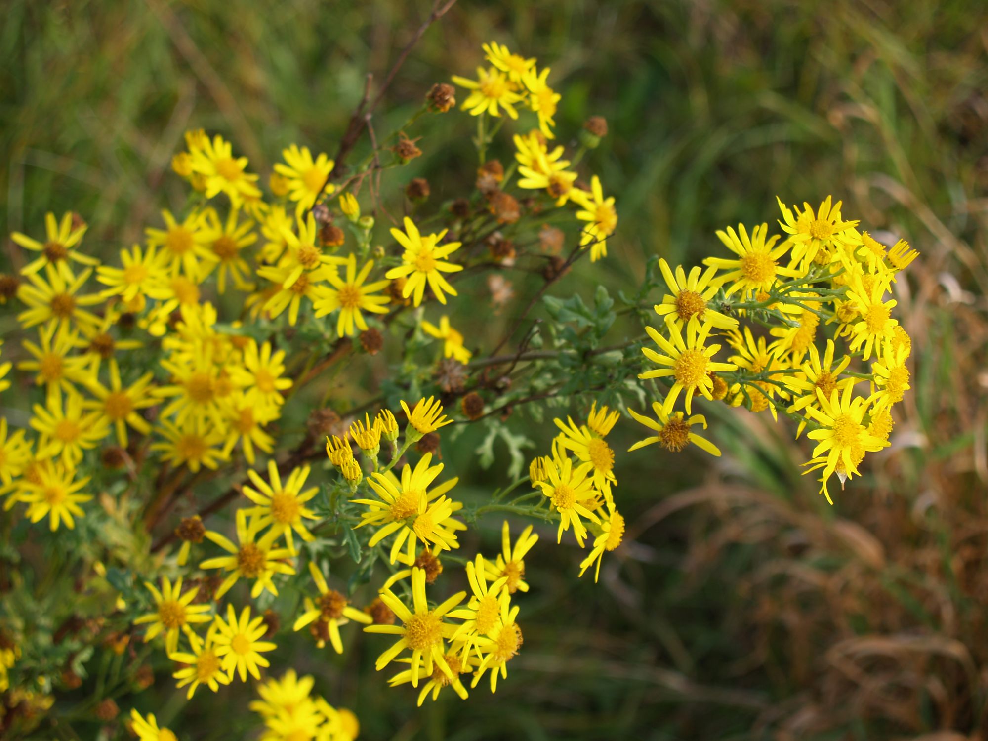 Radtour Polen Warte Fuchsgreiskraut gelbe Blüte
