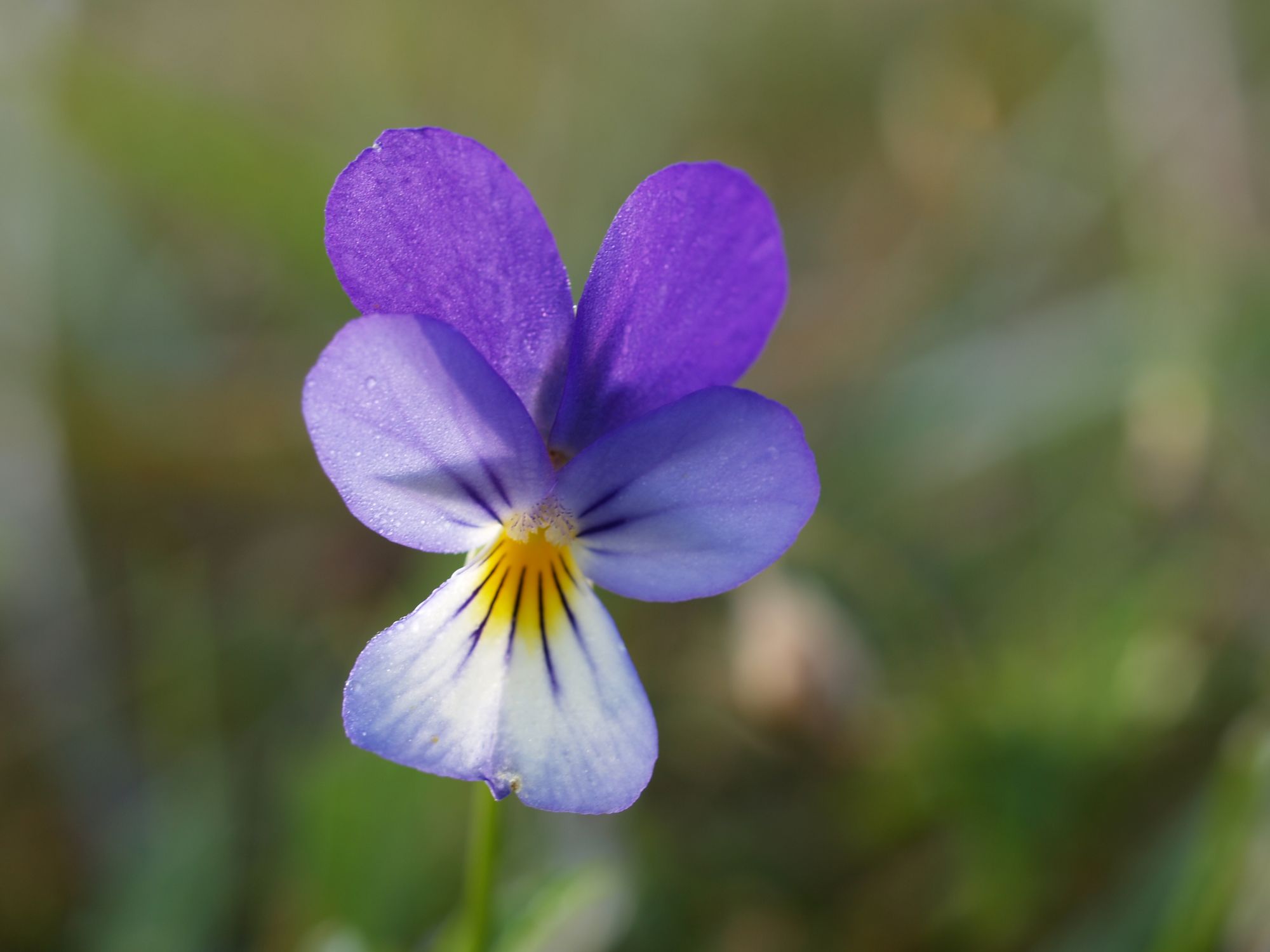 Radtour Polen Warte Hornkleeblüte