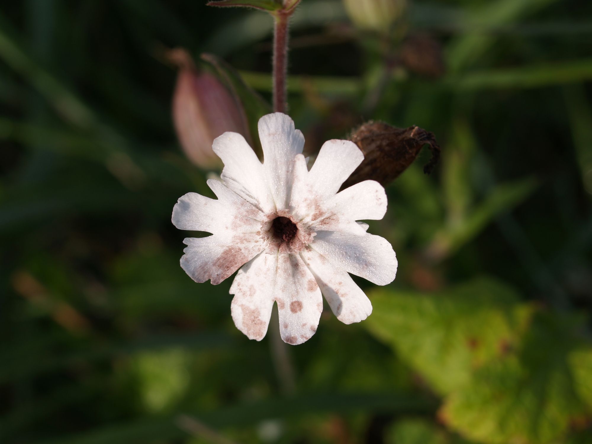 Radtour Polen Warte weiße Blüte