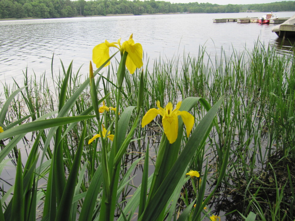 gelbe Iris am See