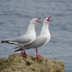 Two singing together, better shrieking