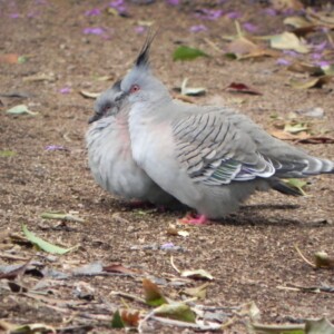 Two pigeons chatting