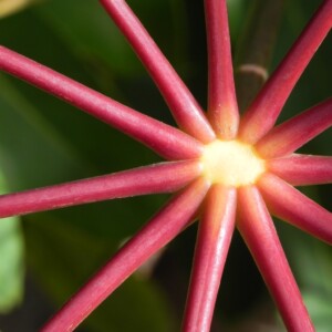 Schefflera actinophylla Umbrella Tree