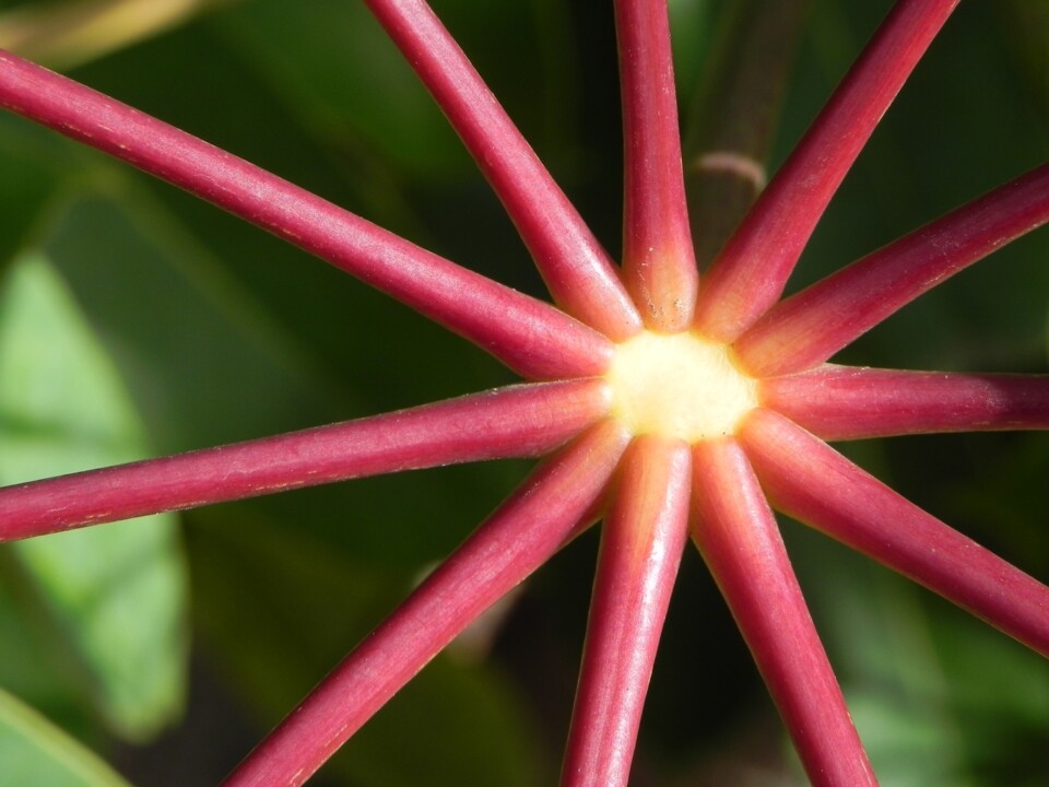 Schefflera actinophylla Umbrella Tree