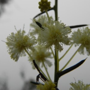 White yellow Eucalyptus flower: snow?