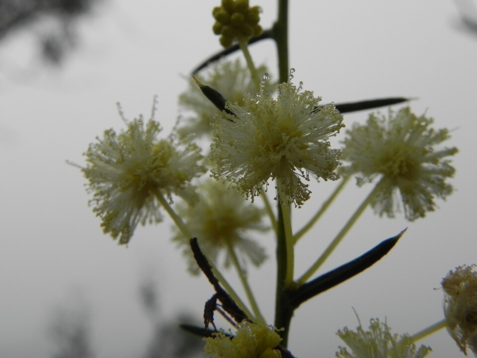 White yellow Eucalyptus flower: snow?