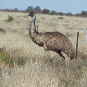 Emu - Dromaius novaehollandiae