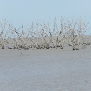 Barren dead trees in Lake Menindee