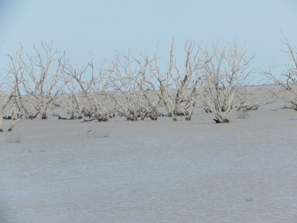 Barren dead trees in Lake Menindee