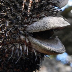 Banksia fruit face