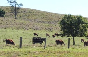 Cattle on the pasture