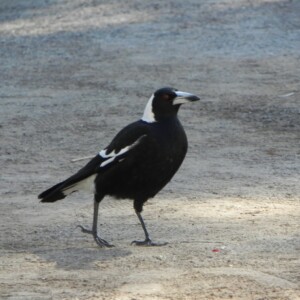 Australian Magpie