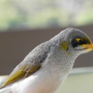 Yellow spotted miller bird