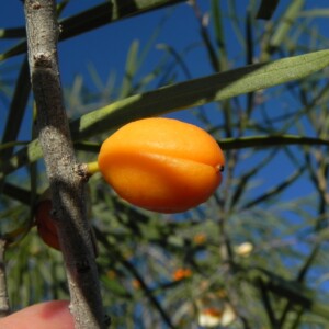 Pittosporum phylliraeoides Native Apricot