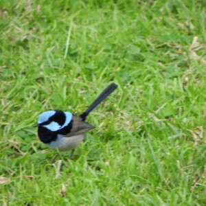 Bird Fairy Wren